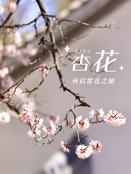 追花指南第六期！杏花雨 楊柳風(fēng) 北京最美的杏花在這里