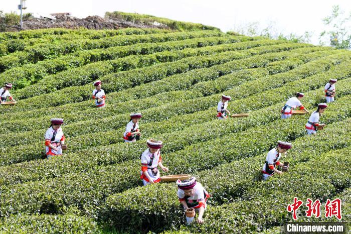 眾多白族村民身著民族服飾走進(jìn)茶園采摘。　楊華峰 攝