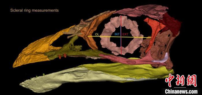 熱河鳥(niǎo)STM3-8化石標(biāo)本的鞏膜環(huán)復(fù)原及測(cè)量示意圖。　胡晗 供圖