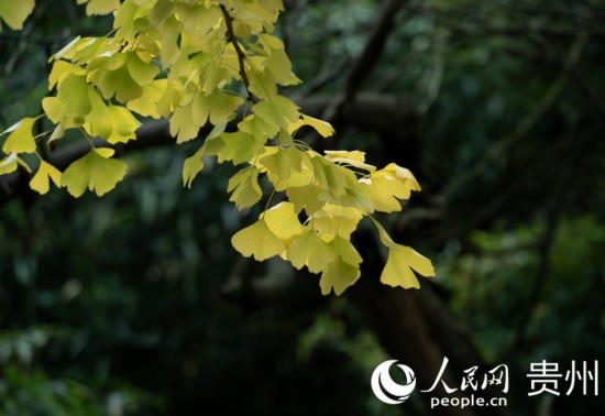 觀山湖公園秋意漸濃。人民網(wǎng) 陽茜攝