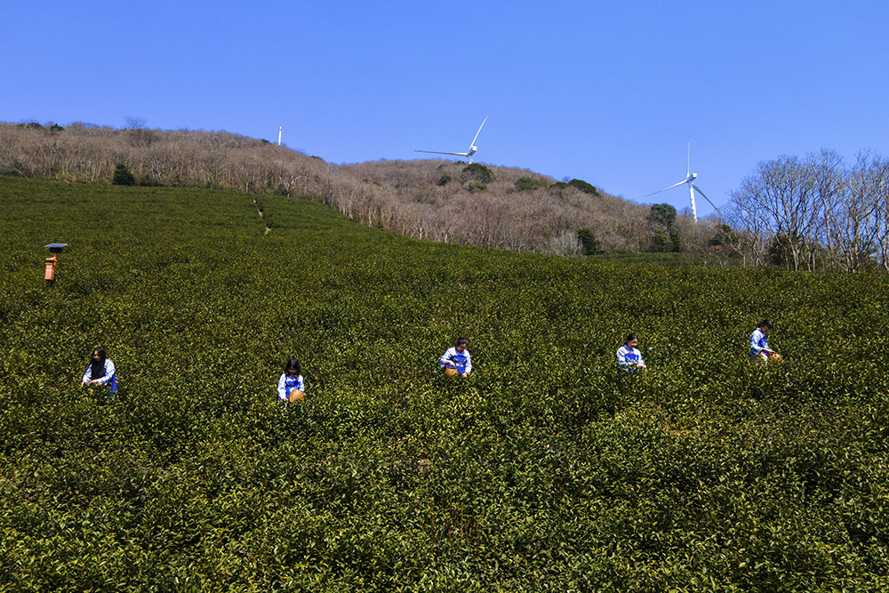 茶農(nóng)們搶抓晴好天氣采摘春茶。楊云中攝