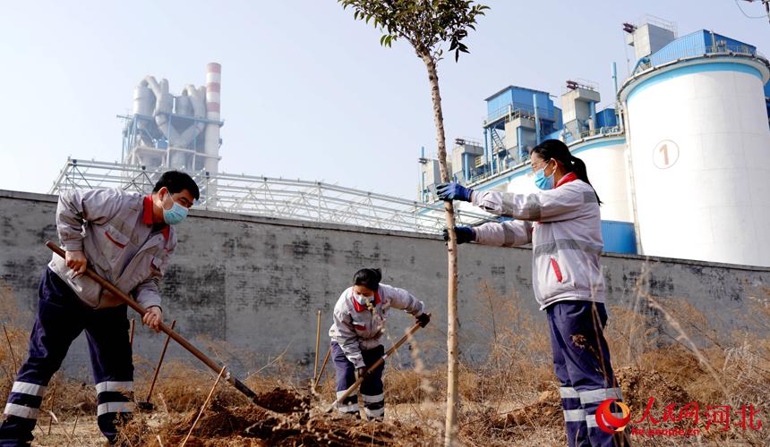 邢臺(tái)金隅職工在石邢公路沿線植樹。 宋繼昌攝