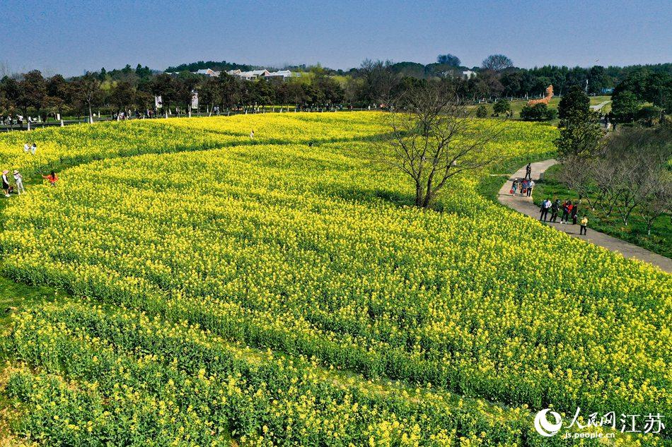 高淳區(qū)椏溪國際慢城桃花扇廣場油菜花田。劉列攝