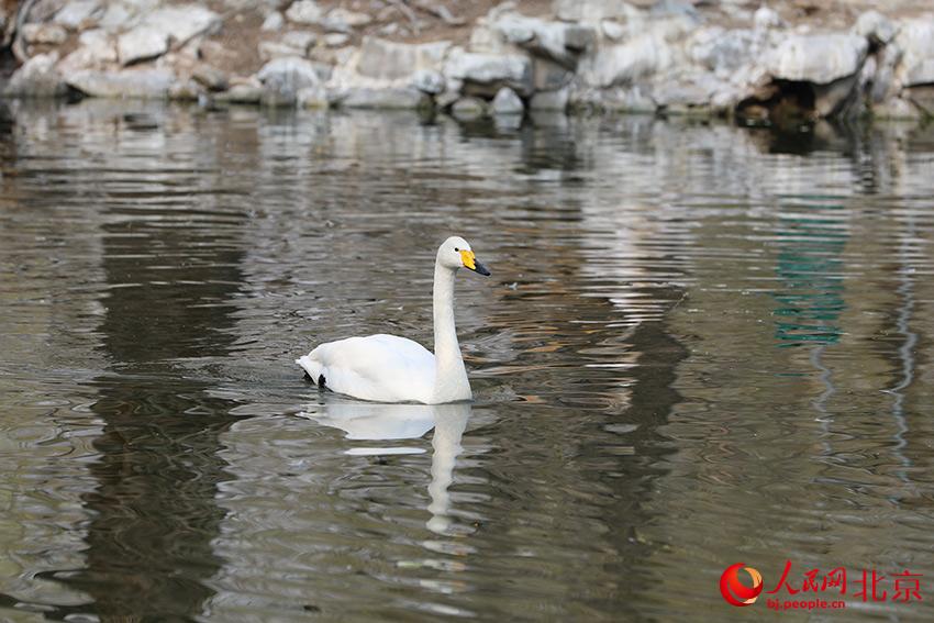 北京動(dòng)物園水禽湖上，水鳥游弋其中，傳遞春的消息。人民網(wǎng) 尹星云攝