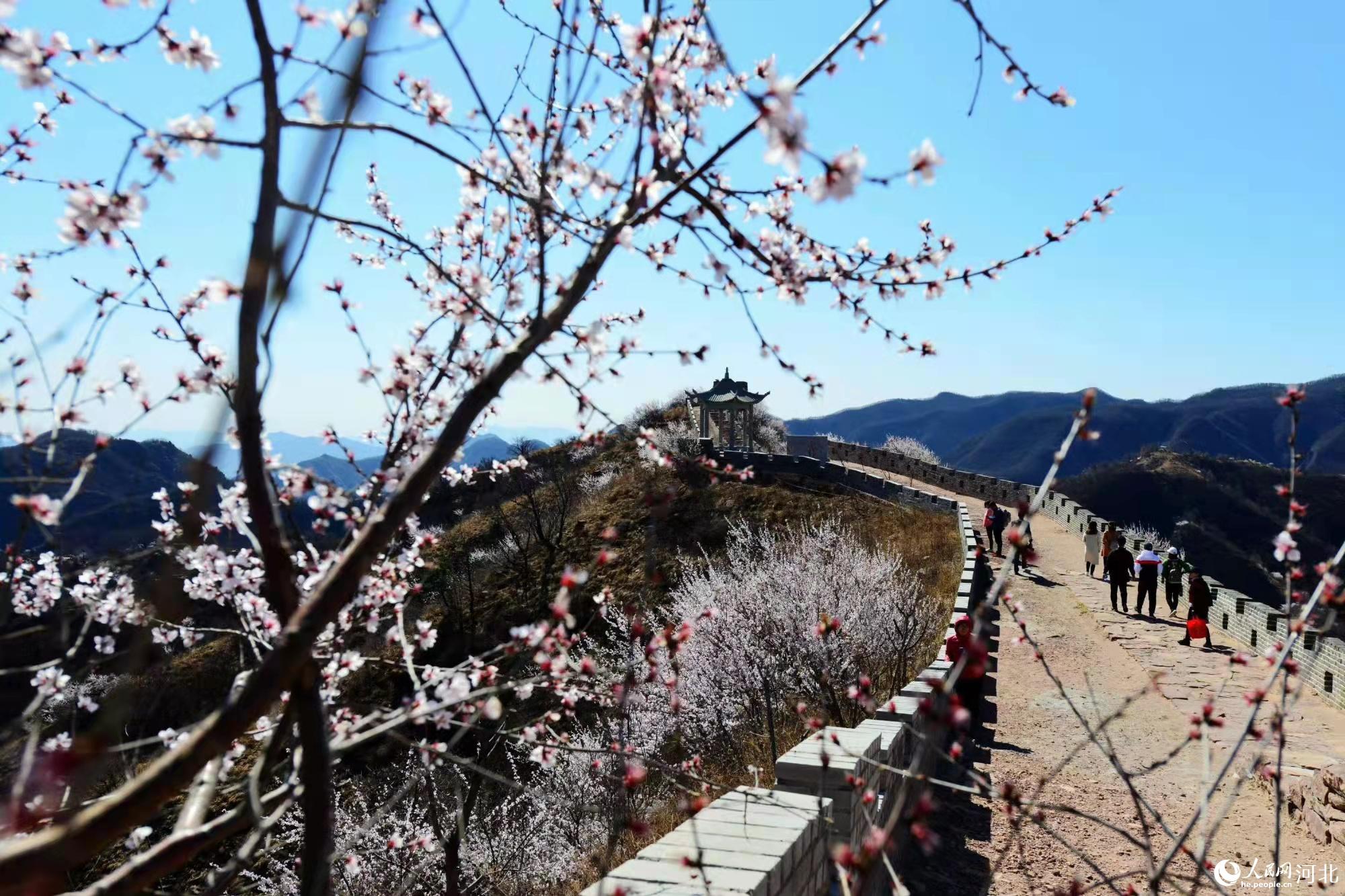 邢臺(tái)九龍峽景區(qū)鮮花盛開。 馬健攝