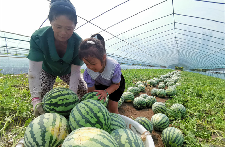 在北辰區(qū)雙街鎮(zhèn)的西瓜種植基地內，種植農(nóng)戶們正忙著采收。陳立興攝