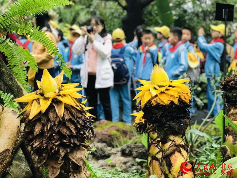 植物館里的地涌金蓮。地涌金蓮原產(chǎn)中國云南，為中國特產(chǎn)花卉。人民網(wǎng) 董兆瑞攝