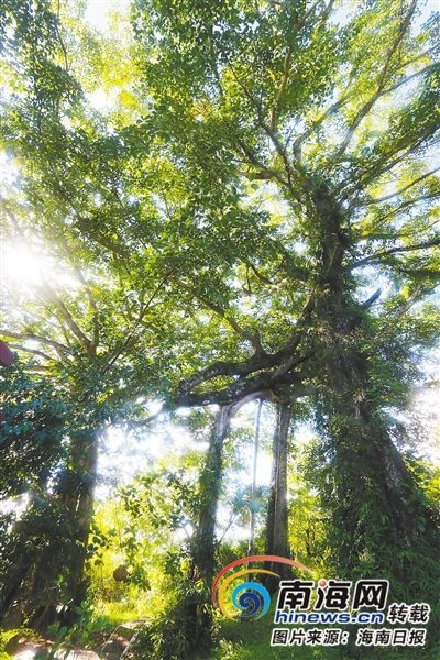 百花嶺雨林文化旅游區(qū)內(nèi)的百年古榕樹。海南日報記者 蘇曉杰 攝