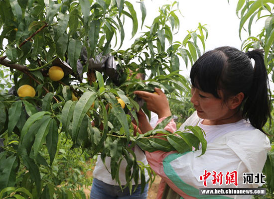 圖為秦皇島市撫寧區(qū)“首屆黃桃文化節(jié)”開幕。 許慧敏 攝