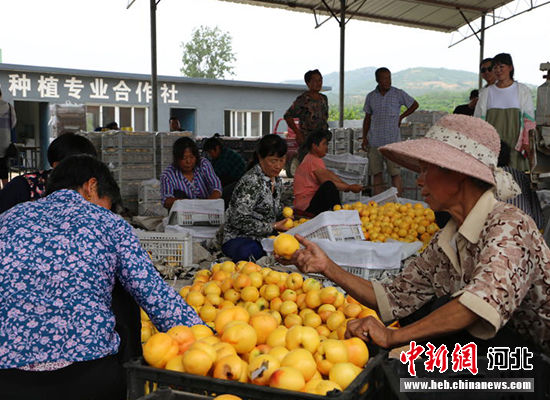 圖為秦皇島市撫寧區(qū)“首屆黃桃文化節(jié)”開幕。 許慧敏 攝