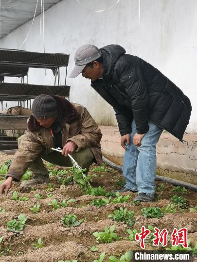 圖為尼瑪扎西(右)與西藏農(nóng)民聊天(資料圖)。西藏農(nóng)科院 供圖