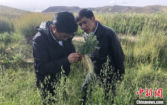 圖為尼瑪扎西(左)在青稞種植地調(diào)研(資料圖)。西藏農(nóng)科院 供圖