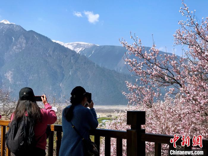 西藏林芝面向全國選拔“桃花仙子”推介當?shù)芈糜挝幕?/></a></div>
                        <div   id=