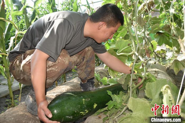 圖為阿里軍分區(qū)某邊防團(tuán)官兵在溫室摘菜?！￡悋[岳 攝