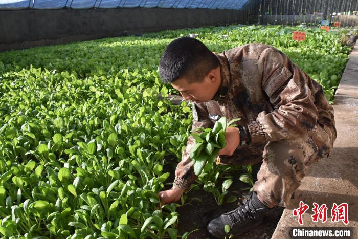 圖為阿里軍分區(qū)某邊防團(tuán)官兵在溫室摘菜?！￡悋[岳 攝