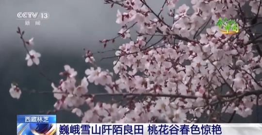 西藏林芝：巍峨雪山阡陌良田 桃花谷春色驚艷