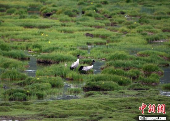 圖為祁連山國家公園青海片區(qū)內(nèi)的黑頸鶴?！∑钸B山國家公園青海省管理局供圖 攝