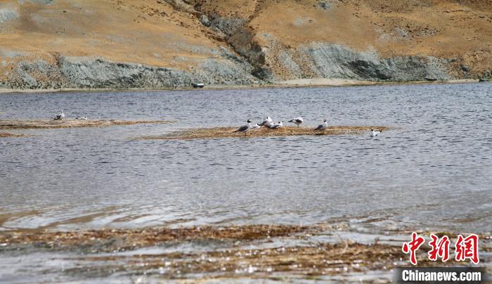 圖為瑪旁雍錯濕地棲息的水鳥?！≮w朗 攝