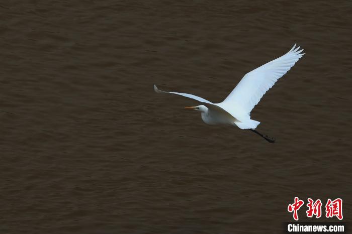 青?！澳赣H河”湟水水質(zhì)改善引鷺鳥嬉戲