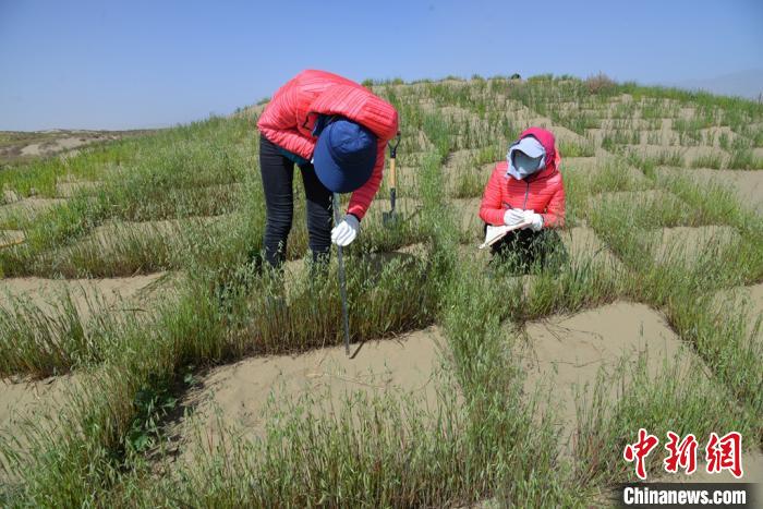 圖為工作人員在調(diào)查沙障技術(shù)成果。　張登山 攝