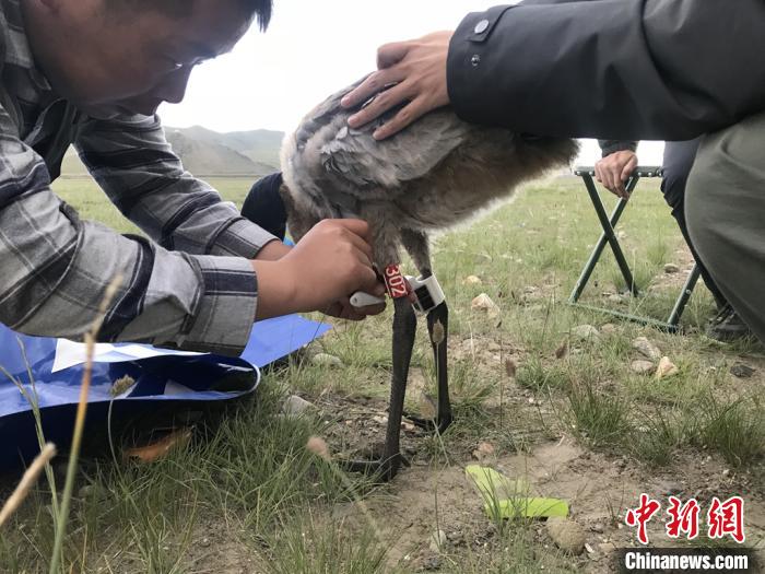 圖為研究人員為黑頸鶴佩戴GPS跟蹤設(shè)備。祁連山國(guó)家公園青海省管理局供圖