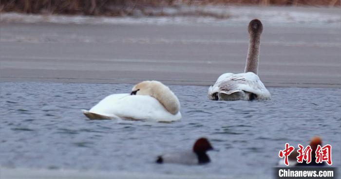 圖為疣鼻天鵝水面休憩?！∏嗪?guó)家公園觀鳥(niǎo)協(xié)會(huì)供圖 攝