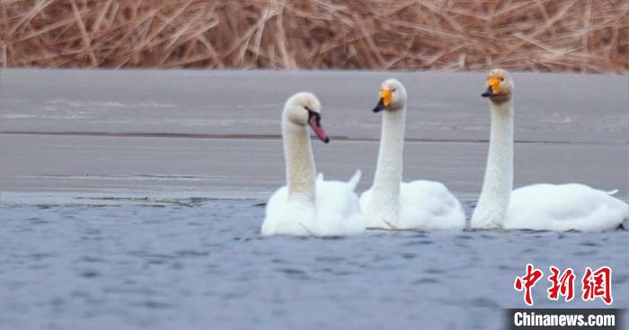 圖為疣鼻天鵝與大天鵝?！∏嗪?guó)家公園觀鳥(niǎo)協(xié)會(huì)供圖 攝