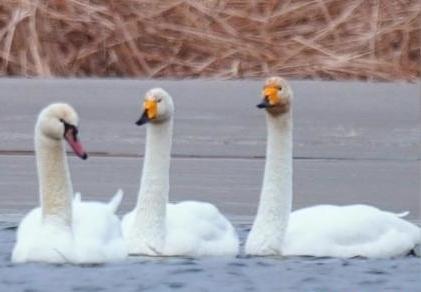 圖為疣鼻天鵝與大天鵝?！∏嗪夜珗@觀鳥協(xié)會供圖 攝