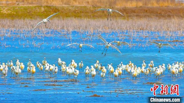 沿海濕地，鳥類天堂?！←}城市委宣傳部供圖