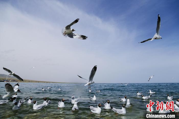 圖為水鳥在青海湖飛翔?！●R銘言 攝