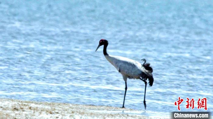 圖為黑頸鶴在青海湖畔散步?！《砣詹囟?攝