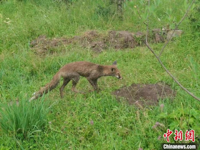 青?；ブ骄戎鷩叶壉Ｗo(hù)野生動物赤狐