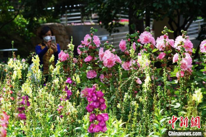 圖為市民在西寧園林植物園內(nèi)賞花拍照。　馬銘言 攝