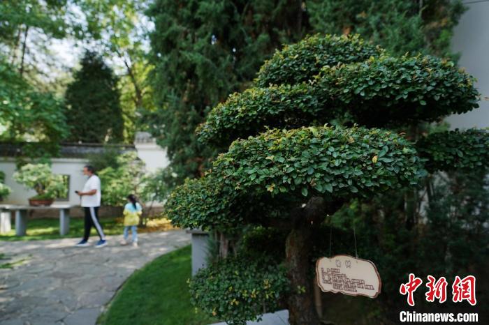 圖為在西寧園林植物園內(nèi)，造型奇特的盆景吸引市民。　馬銘言 攝