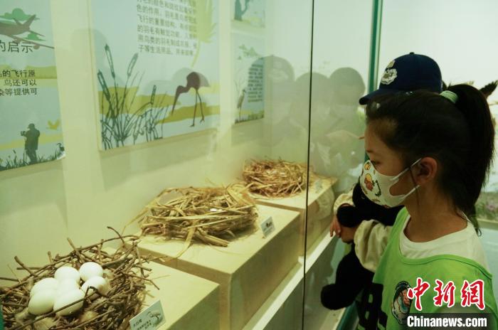 圖為小朋友在青海西寧湟水國家濕地公園科普館內(nèi)參觀學(xué)習(xí)。　馬銘言 攝