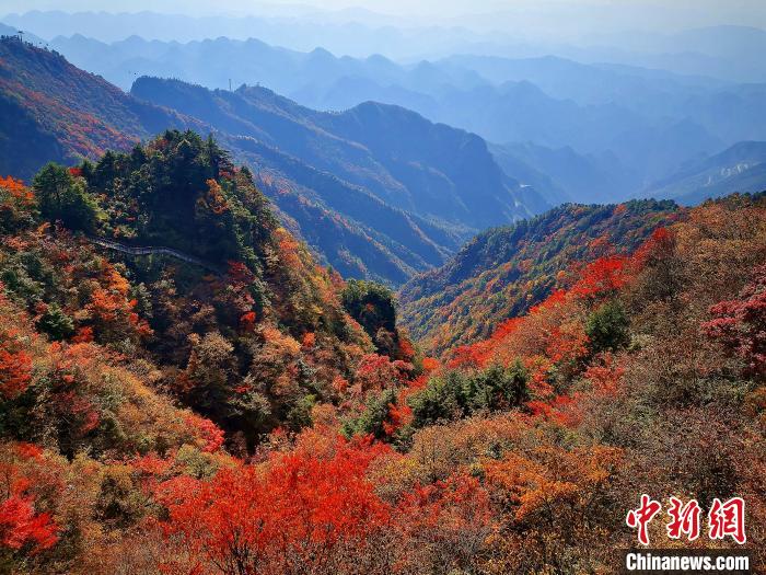 巴山大峽谷漫天紅葉?！埰?攝