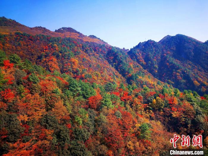 巴山大峽谷漫天紅葉。　張平 攝