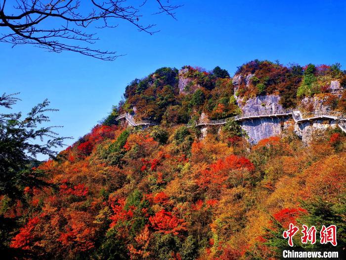 巴山大峽谷漫天紅葉。　張平 攝