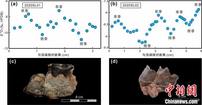 本次研究中的犀牛牙齒化石及氧同位素特征?！≈锌圃呵嗖馗咴?供圖