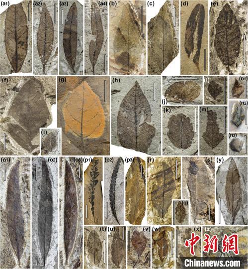 中始新世熱魯化石植物群(4500萬–4000萬年前)?！≈锌圃呵嗖馗咴?供圖