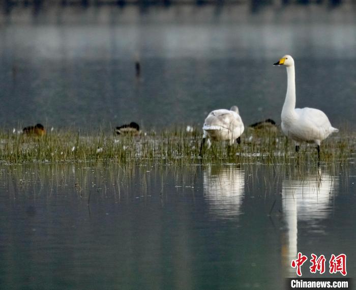 圖為一只大天鵝四處張望。　李玉峰 攝