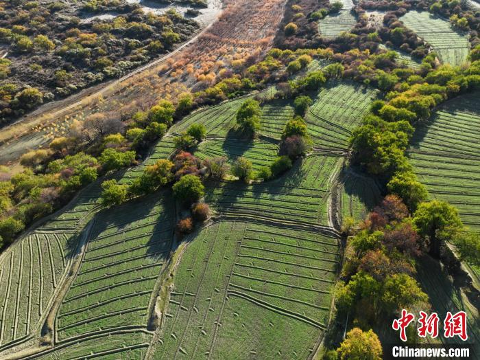 圖為11月8日，雅魯藏布江畔的高原梯田。　董志雄 攝