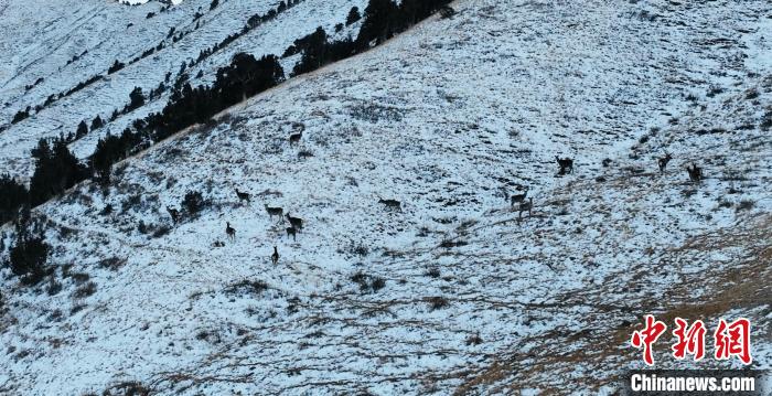 圖為巖羊和馬鹿集體在雪地里休憩?！《继m縣融媒體中心 供圖