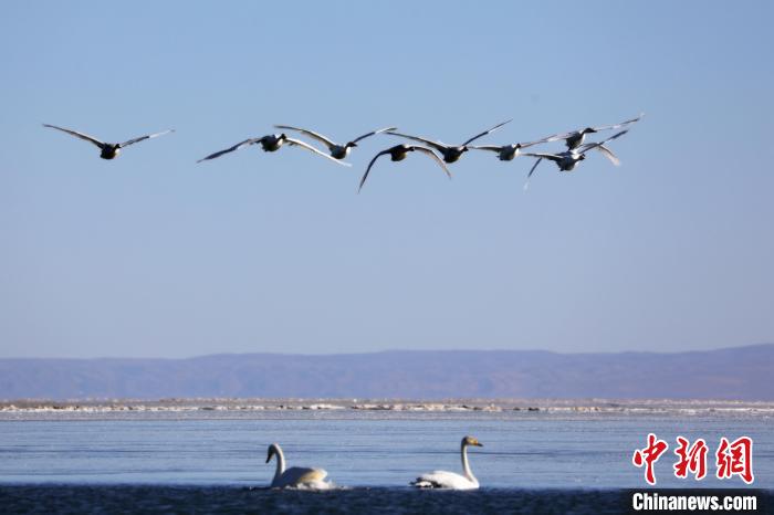 圖為大天鵝在青海湖上空飛翔?！●R怡睿 攝