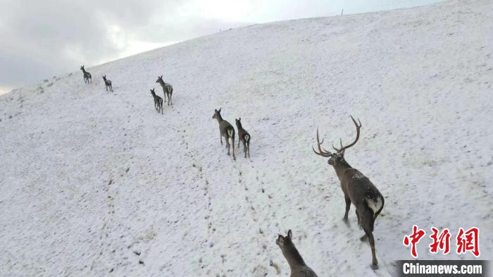 圖為馬鹿群在雪地里行走?！〔湃?攝