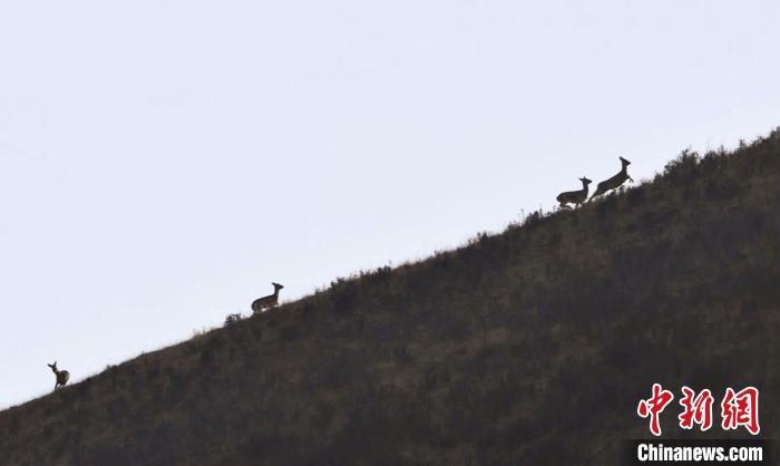 圖為狍鹿在山坡上漫步?！〔彭?xiàng)南加 攝