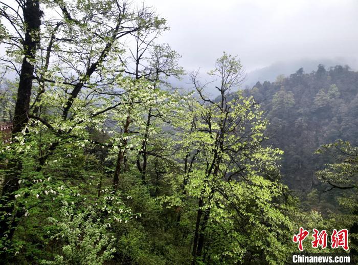 珙桐花朵潔白素雅，與青山雨霧融為一體。　呂楊 攝