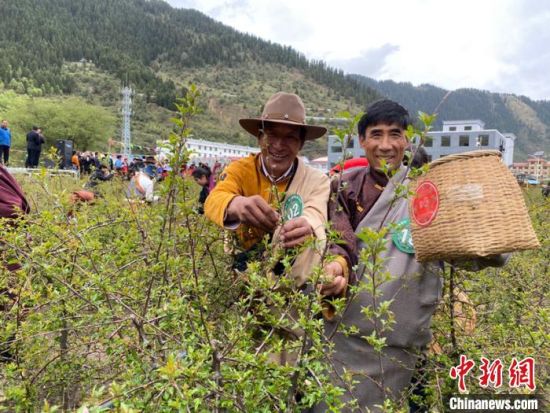 圖為當(dāng)?shù)剞r(nóng)牧民進行藏雪茶采摘比賽?！⊥鮿x 攝