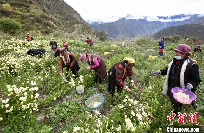 “落戶”黑水的杭白菊。桐鄉(xiāng)市宣傳部提供