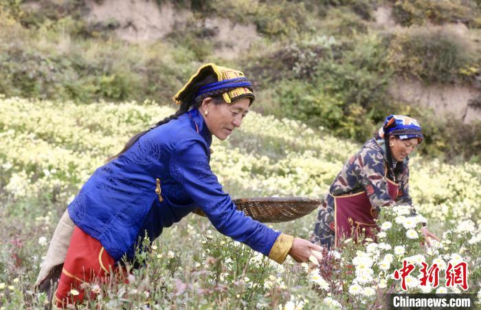 黑水村民在采摘杭白菊。桐鄉(xiāng)市宣傳部提供